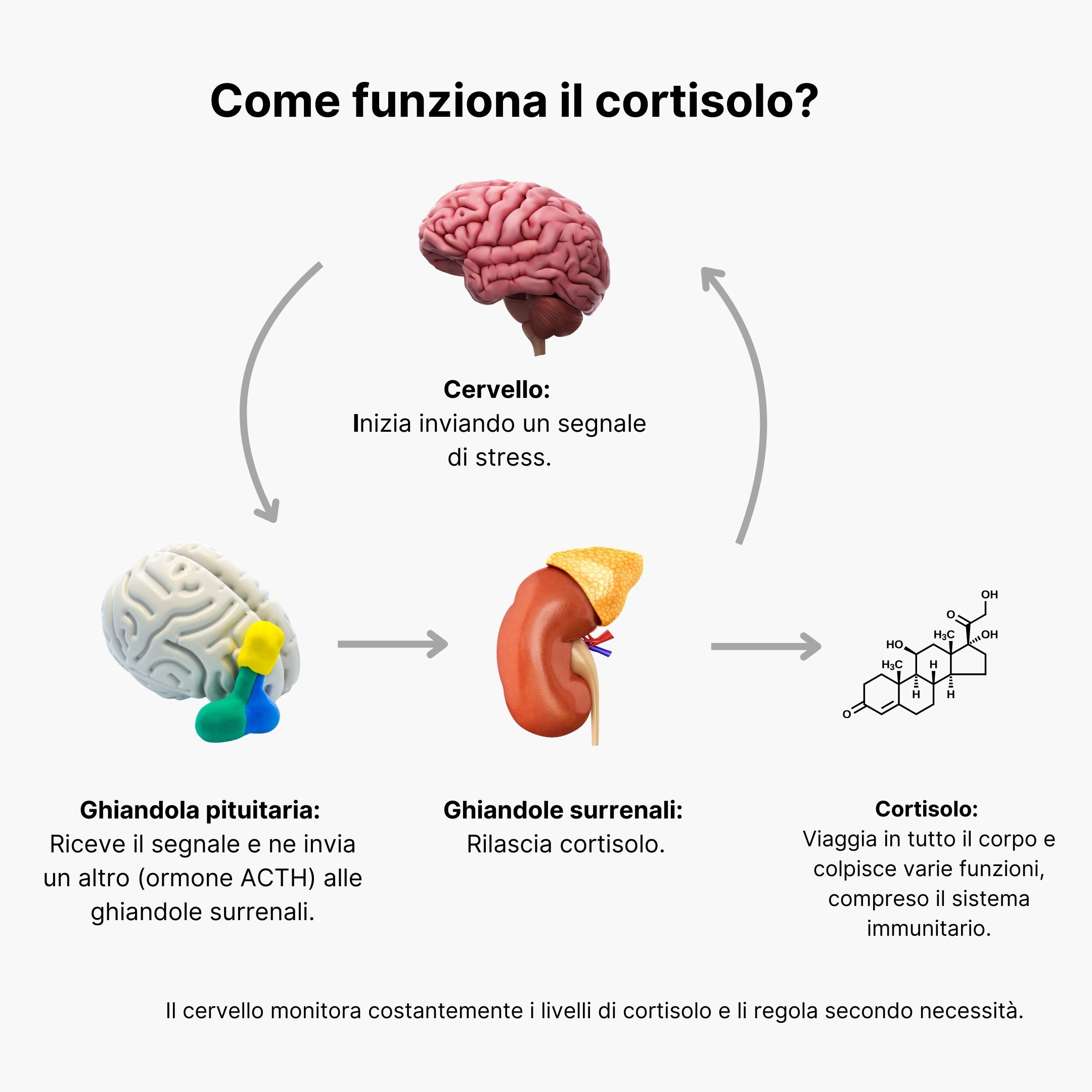(Italština) Jak funguje kortizol